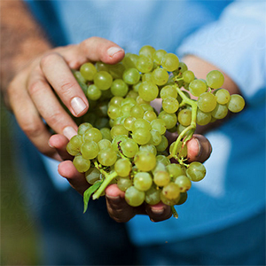 GRAPES